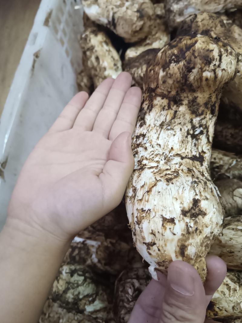 香格里拉松茸，一件代发，全国发货，顺丰包邮！