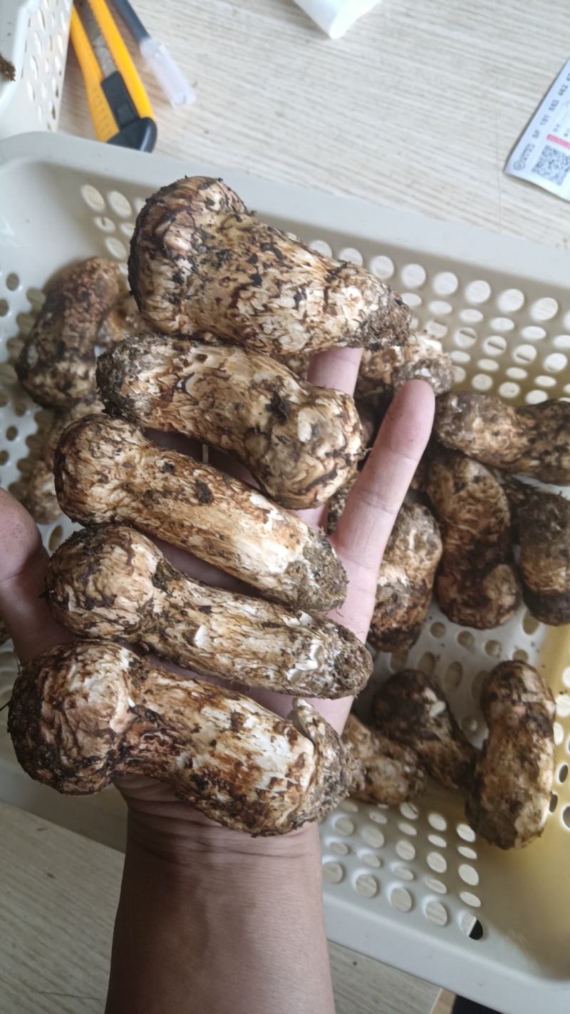 香格里拉松茸，一件代发，全国发货，顺丰包邮！