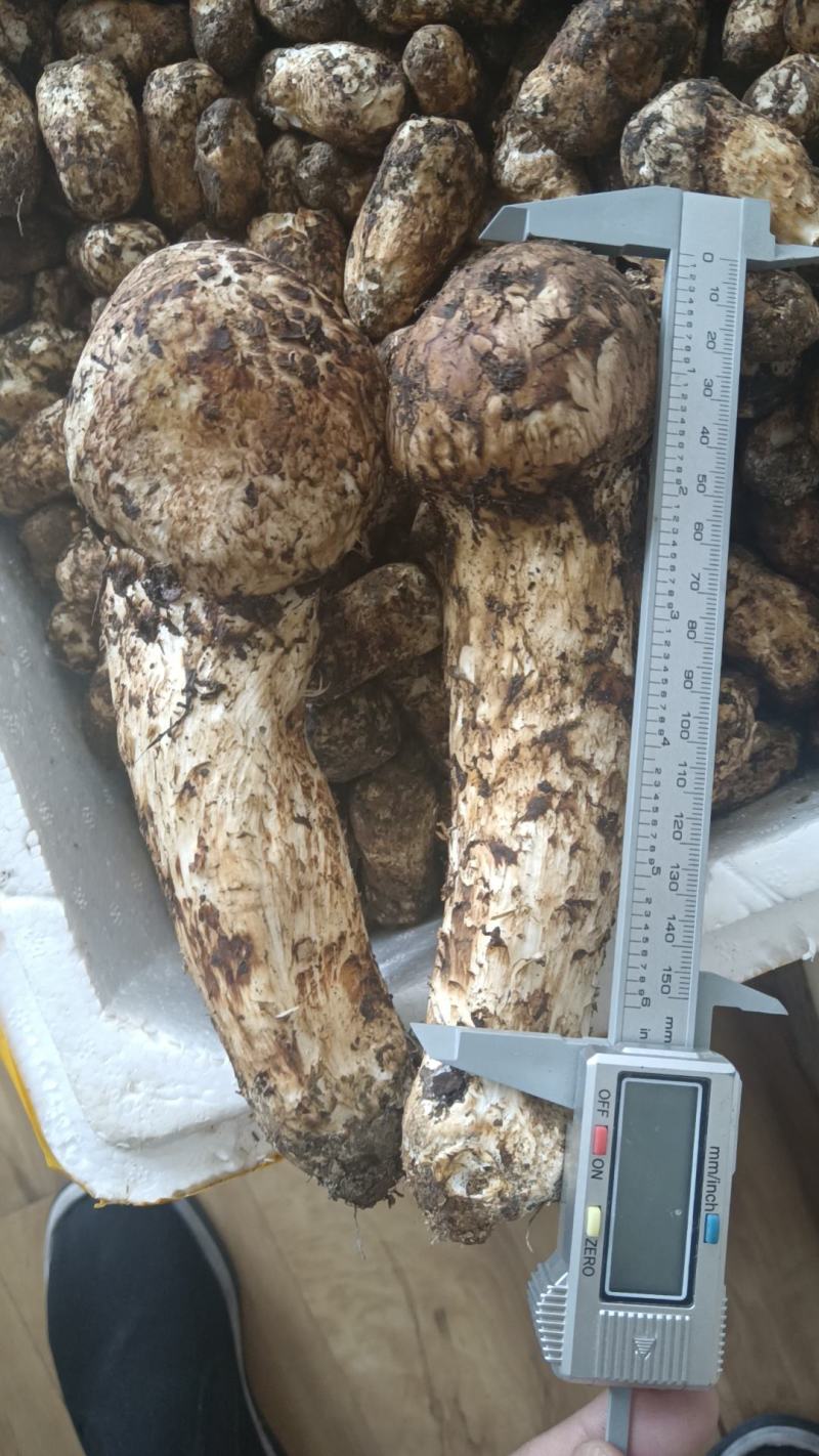 香格里拉松茸，一件代发，全国发货，顺丰包邮！