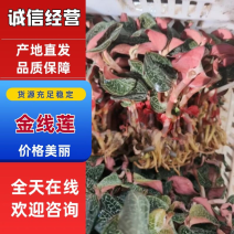 南靖台湾红霞金线莲