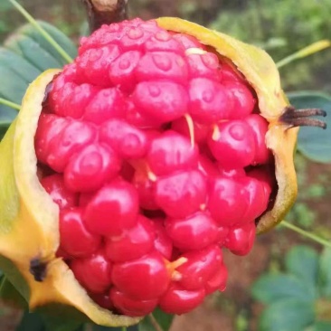 云南优质重楼籽基地种植质量保障诚信经营