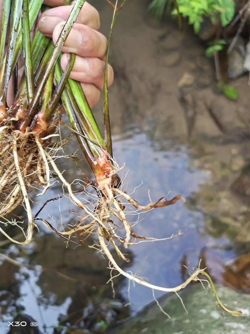 野生菖蒲
