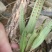 野生菖蒲