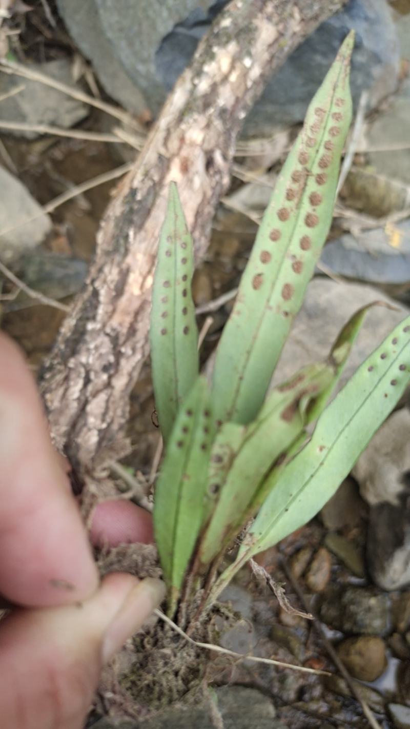 野生菖蒲