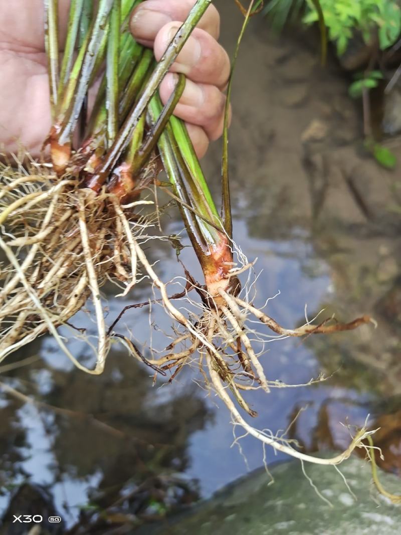野生菖蒲