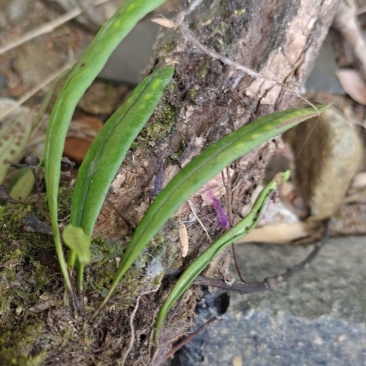 野生菖蒲