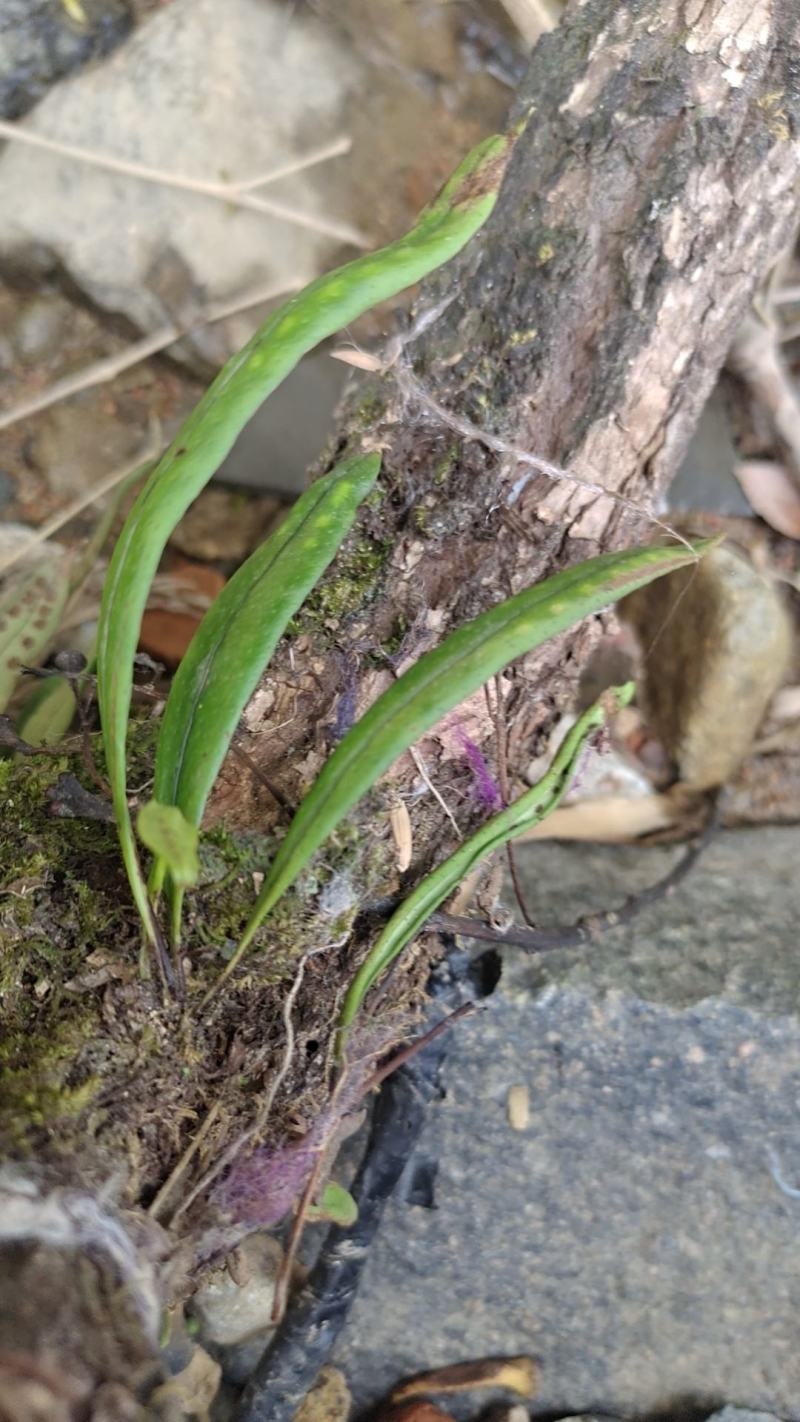野生菖蒲