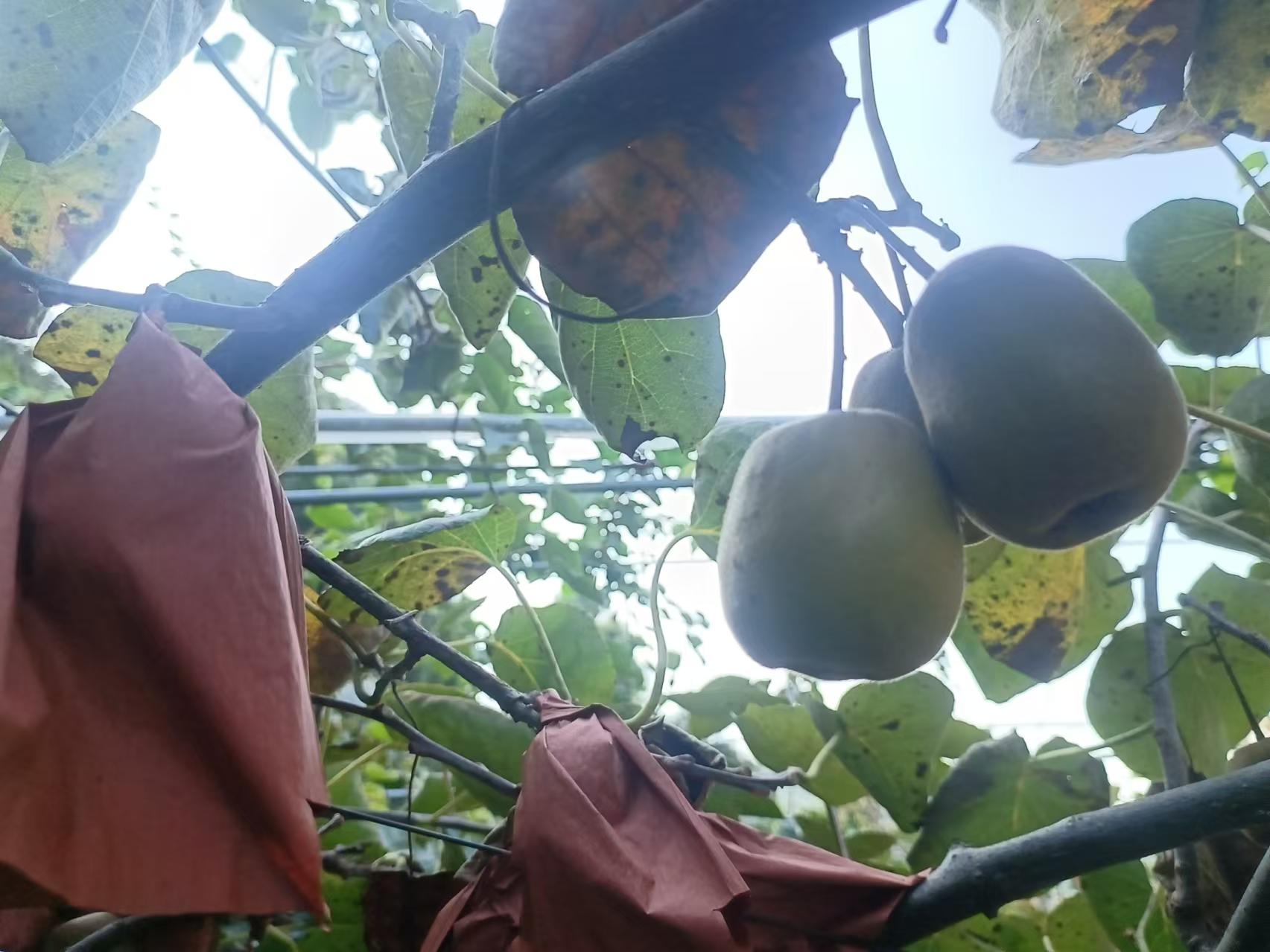 红心猕猴桃籽显微结构示意图