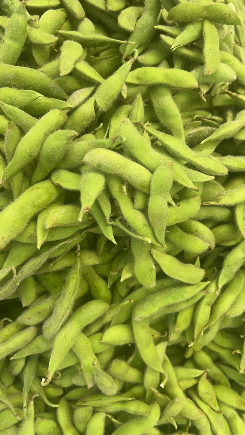 温州大青豆