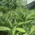 新鲜草果苗，品质保证，现摘现发，让您尽享农家好味。