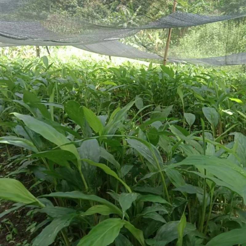 新鲜草果苗，品质保证，现摘现发，让您尽享农家好味。
