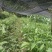 新鲜草果苗，品质保证，现摘现发，让您尽享农家好味。