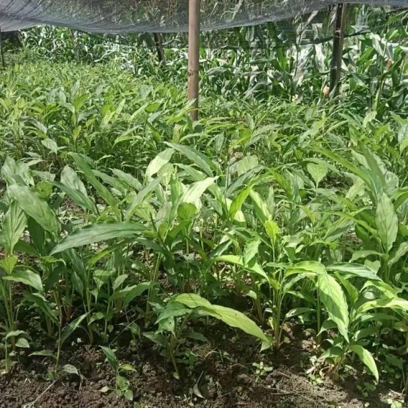 新鲜草果苗，品质保证，现摘现发，让您尽享农家好味。