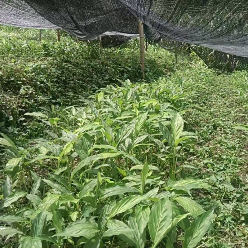 新鲜草果苗，品质保证，现摘现发，让您尽享农家好味。