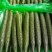 大量供应大棚油量黄瓜，质量好，货源充足，超市电商大型批发