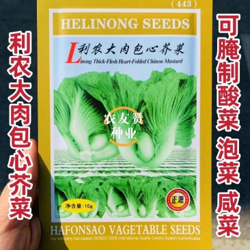 广东包心芥菜种子大肉芥菜球芥种籽腌制酸菜籽夏秋播大田蔬菜