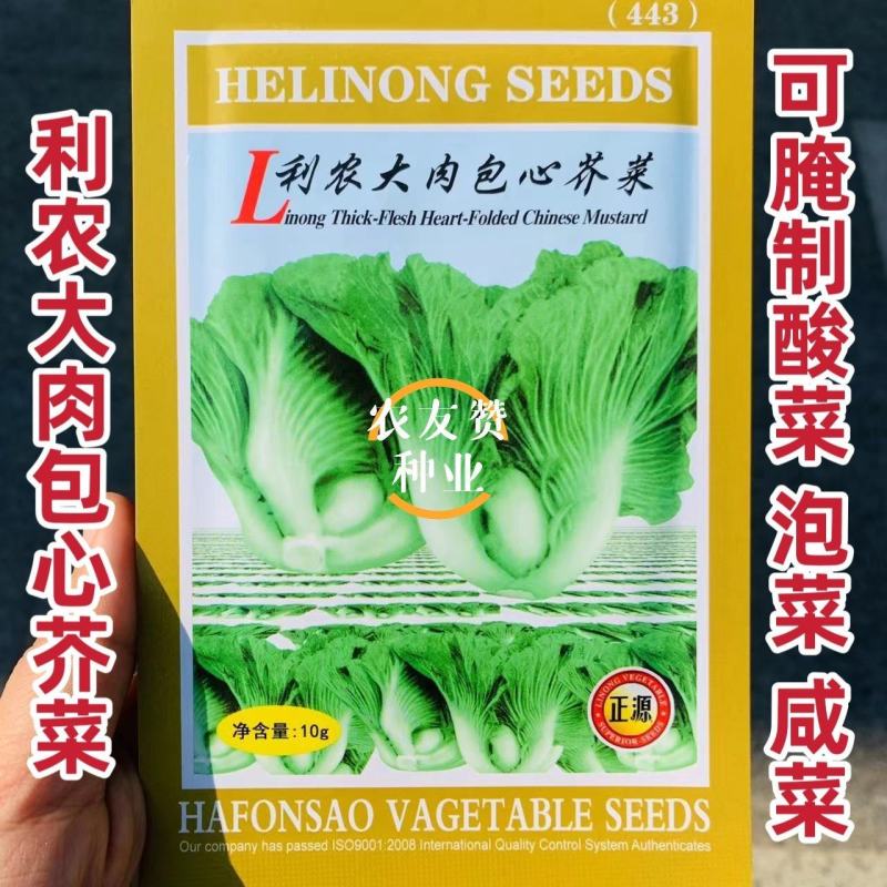 广东包心芥菜种子大肉芥菜球芥种籽腌制酸菜籽夏秋播大田蔬菜