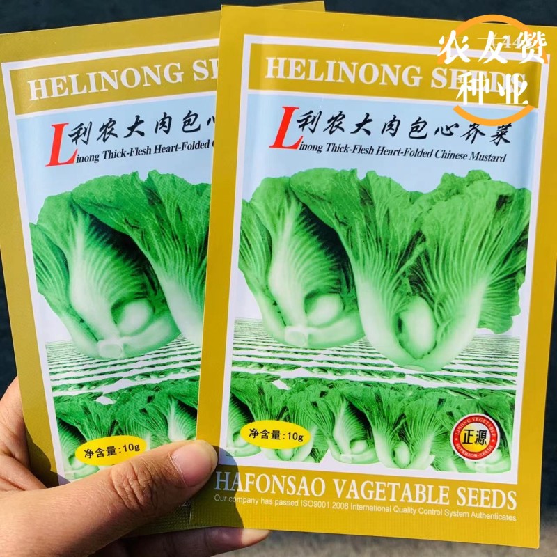 广东包心芥菜种子大肉芥菜球芥种籽腌制酸菜籽夏秋播大田蔬菜