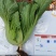 广东包心芥菜种子大肉芥菜球芥种籽腌制酸菜籽夏秋播大田蔬菜