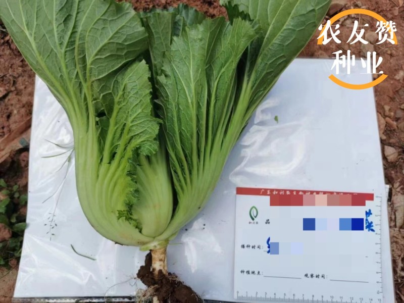 广东包心芥菜种子大肉芥菜球芥种籽腌制酸菜籽夏秋播大田蔬菜