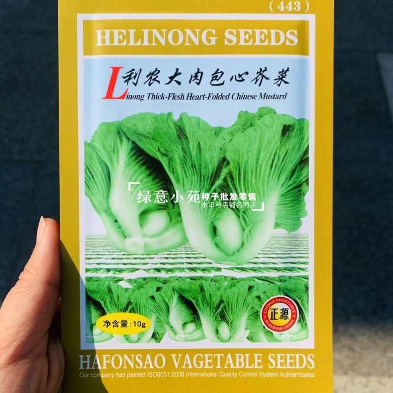 广东包心芥菜种子大肉芥菜球芥种籽腌制酸菜籽夏秋播大田蔬菜