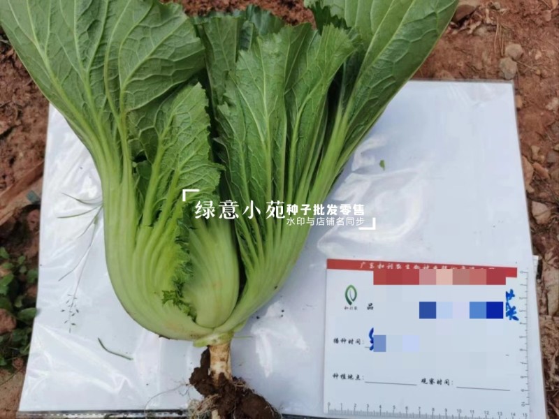 广东包心芥菜种子大肉芥菜球芥种籽腌制酸菜籽夏秋播大田蔬菜
