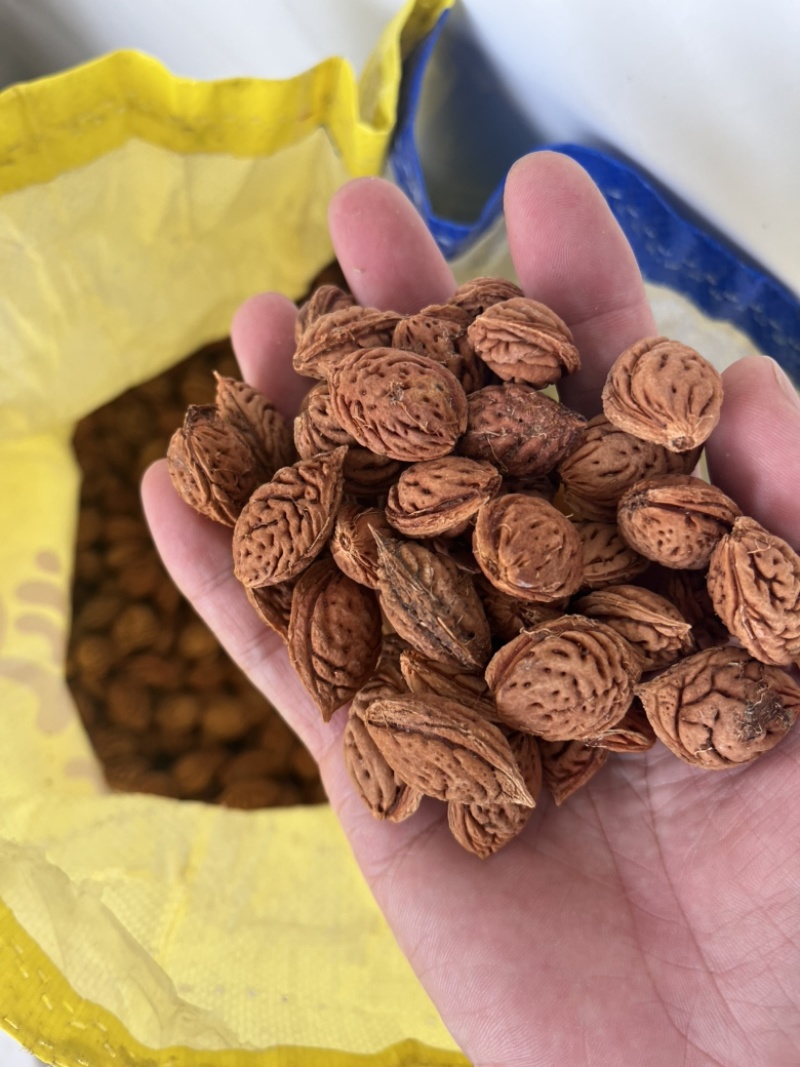 毛桃核毛桃种子以及春天沙藏好的毛桃芽量大价优