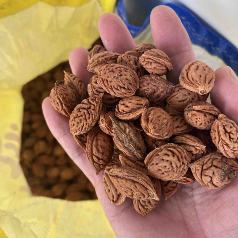 毛桃核毛桃种子以及春天沙藏好的毛桃芽量大价优