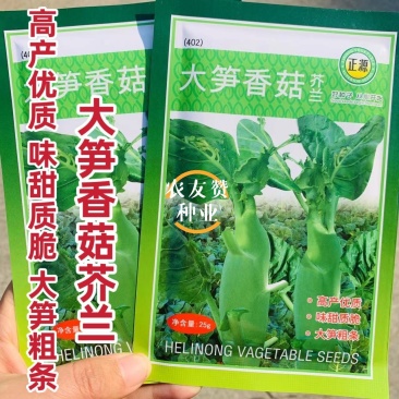 杂交芥蓝种子大笋香菇芥兰种子绿色又营养品质甜脆粗条芥蓝菜