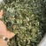 淫羊藿又称仙灵脾主产地甘肃东北四川贵州品种齐全量大从优
