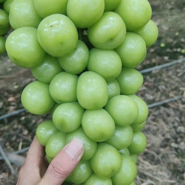 阳光玫瑰