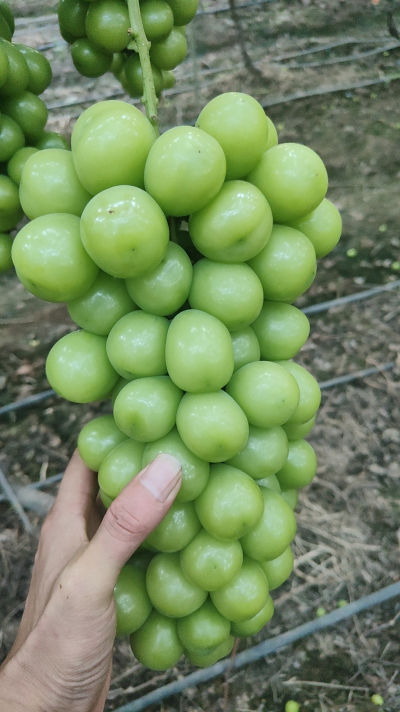 阳光玫瑰