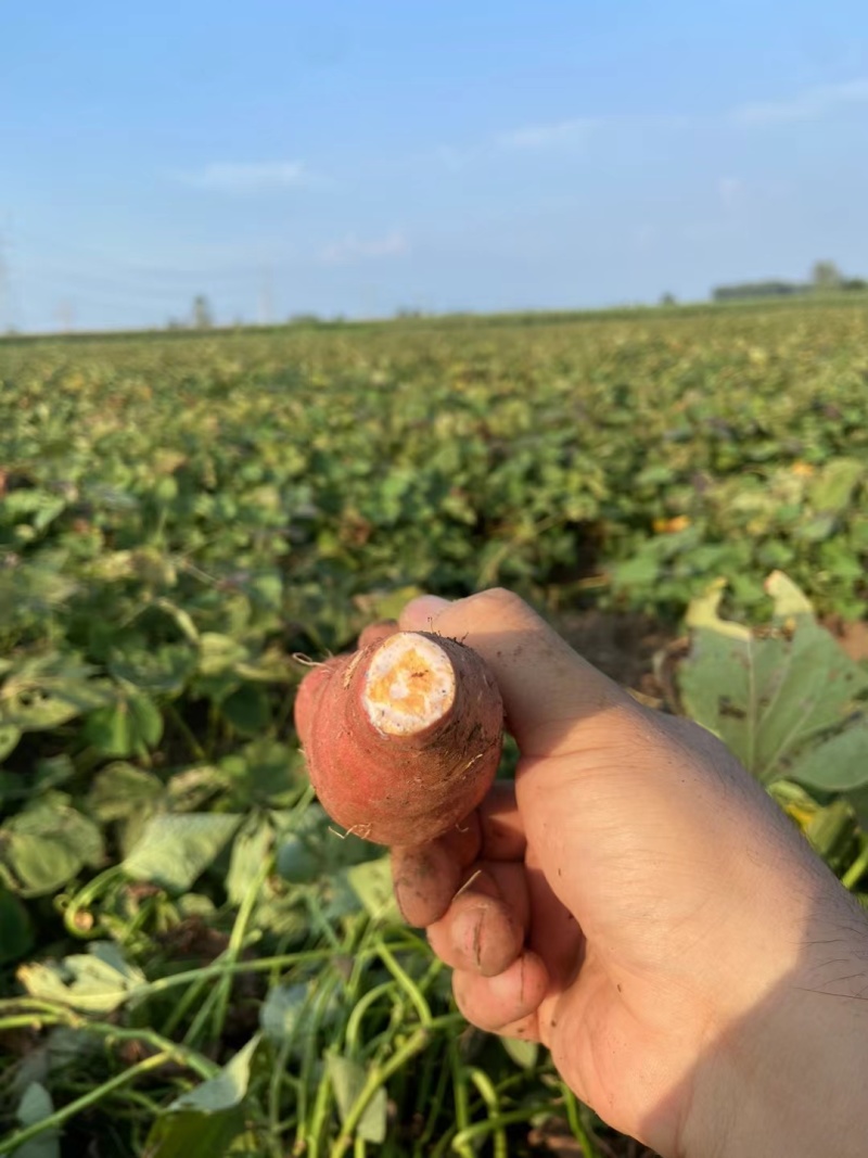 山东烟薯25糖心烟薯新鲜红薯农家自种一手货源批发价格
