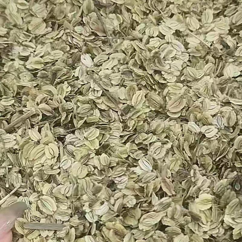 保质保量白芷种子