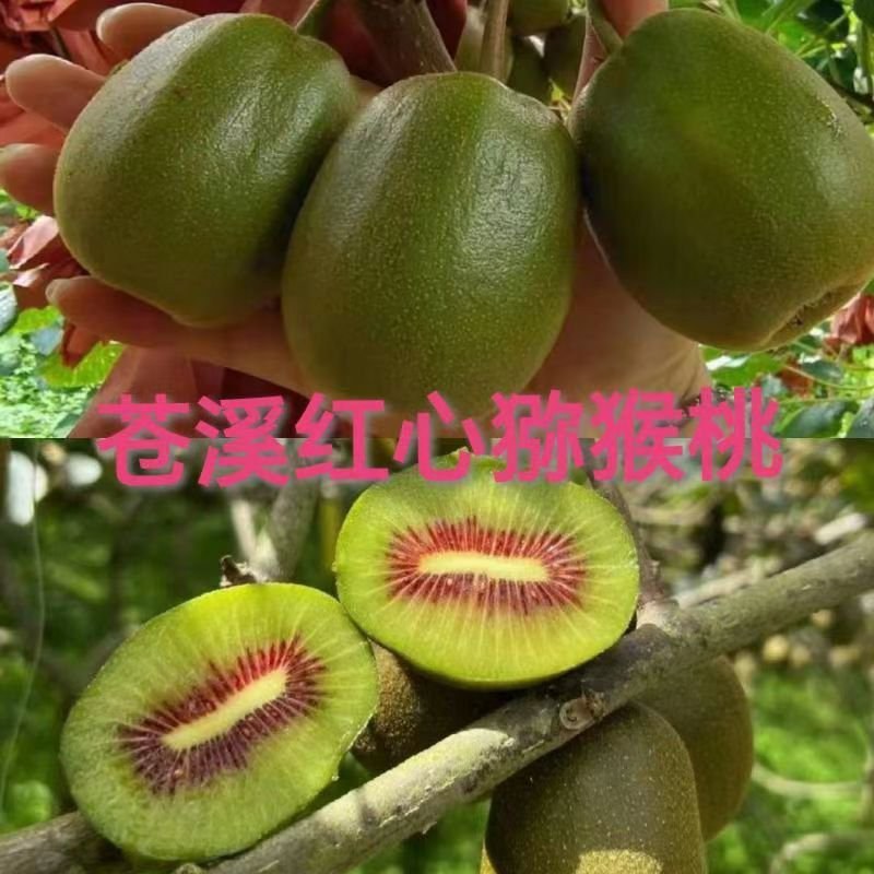 红心猕猴桃