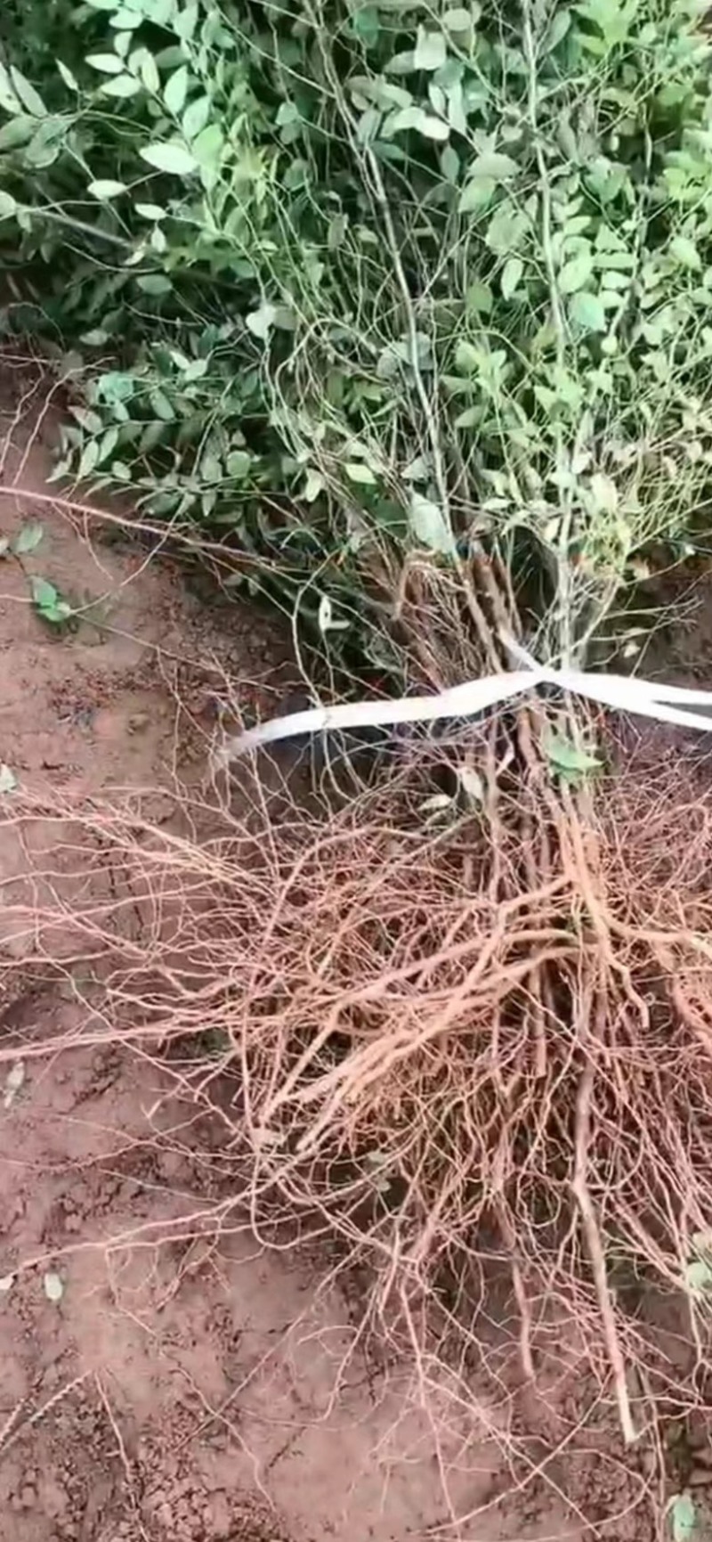 双仁药用酸枣苗无污染无农药成活率高，现挖现发，根系发达