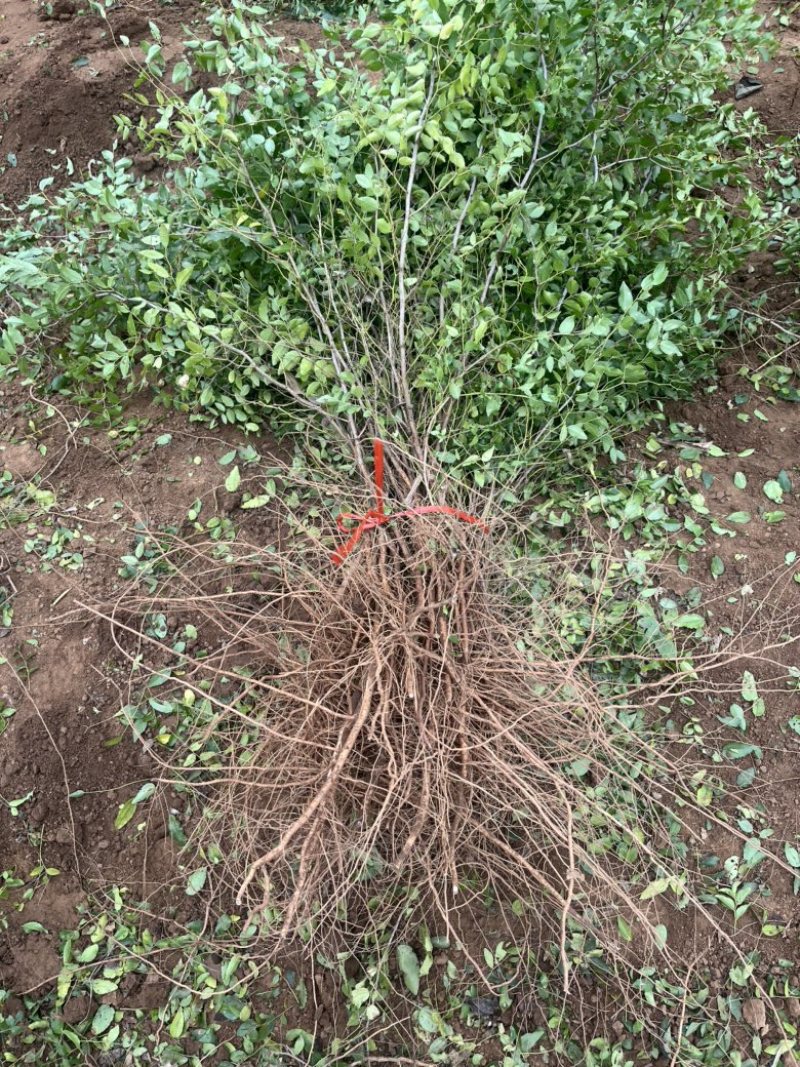 双仁药用酸枣苗无污染无农药成活率高，现挖现发，根系发达