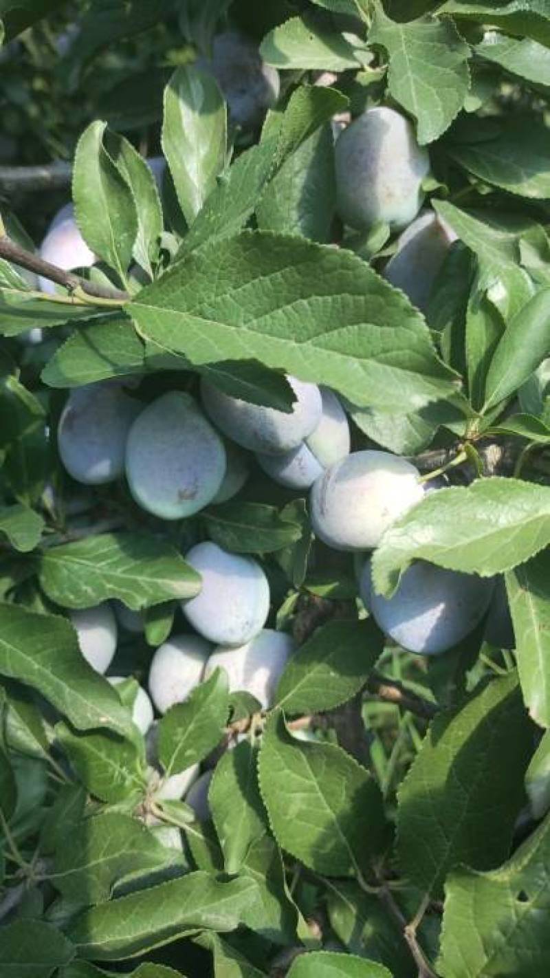 甘肃精品西梅蓝蜜，一件代发，电商，团购