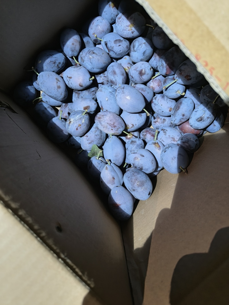 甘肃精品西梅蓝蜜，一件代发，电商，团购