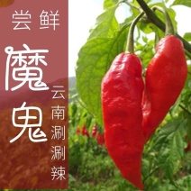魔鬼辣鲜货涮涮辣，卡莱罗娜死神龙息辣椒鲜货大量现货供应！