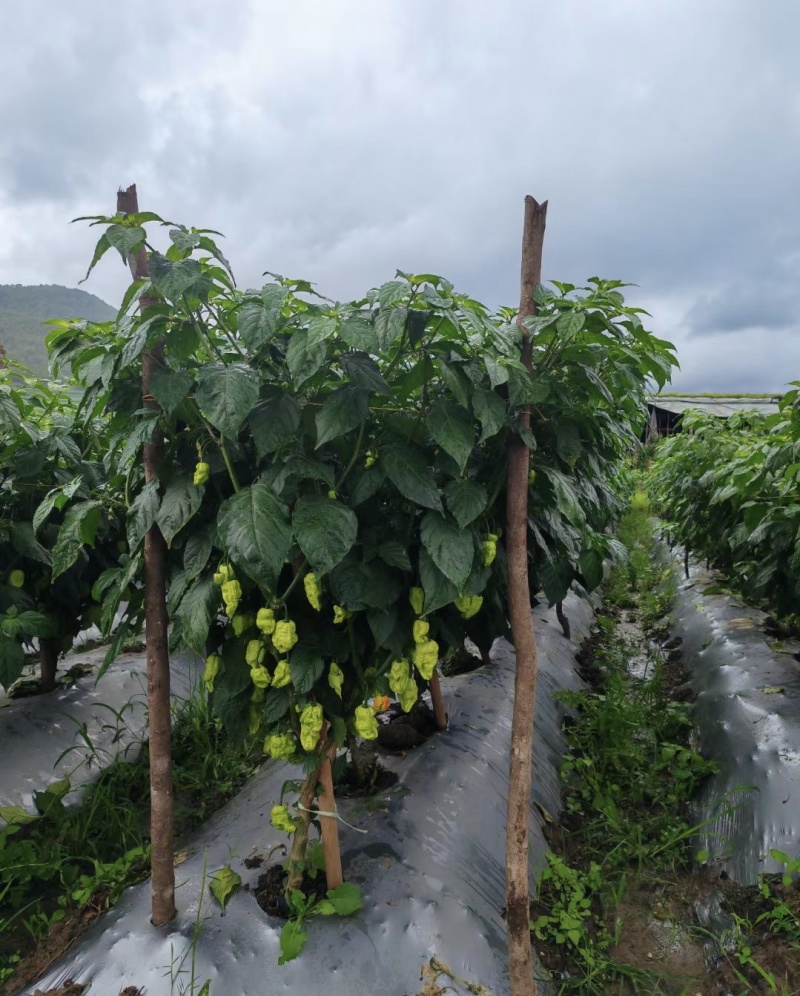 魔鬼辣鲜货涮涮辣，卡莱罗娜死神龙息辣椒鲜货大量现货供应！