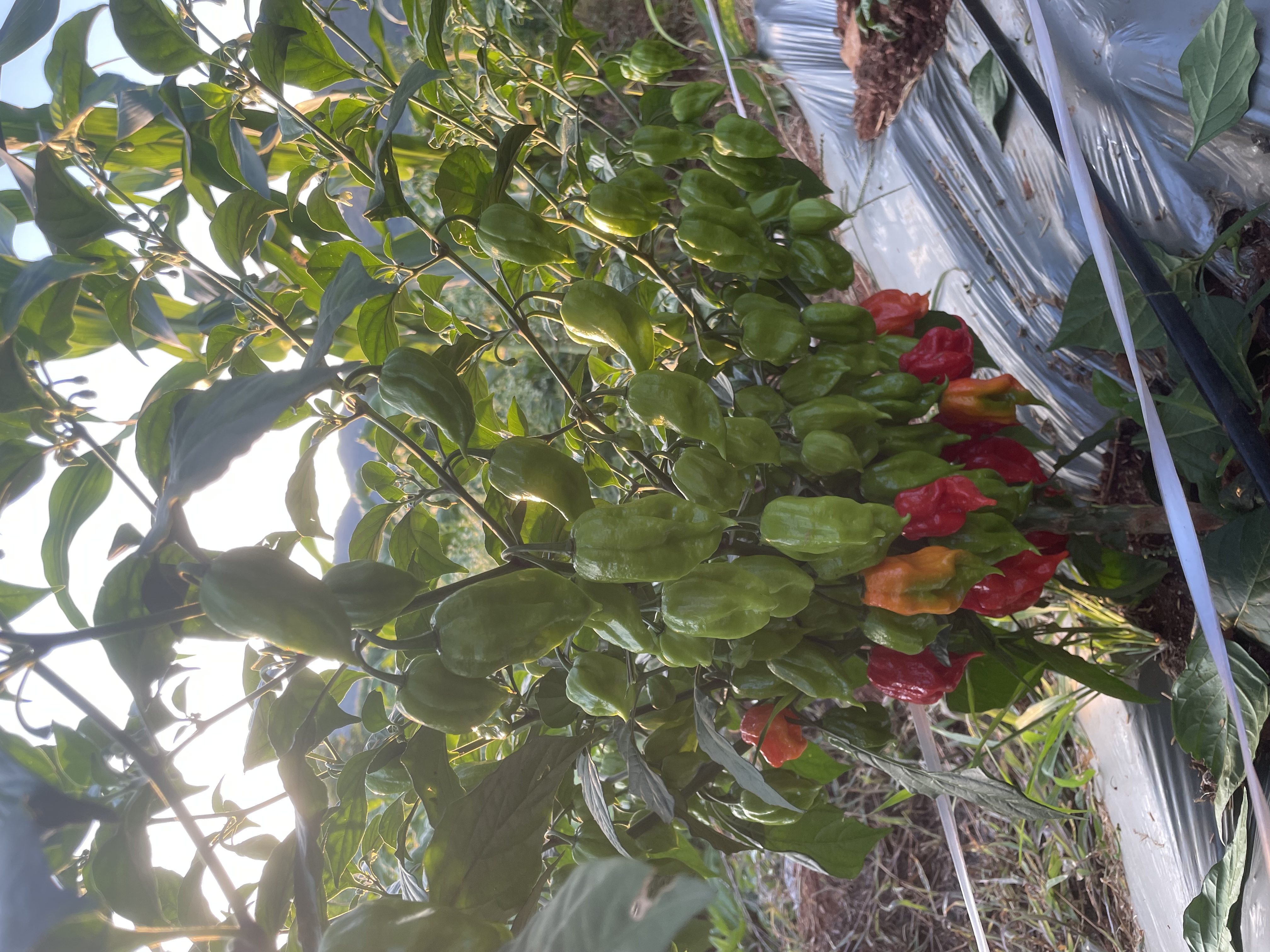 印度鬼椒植株特写