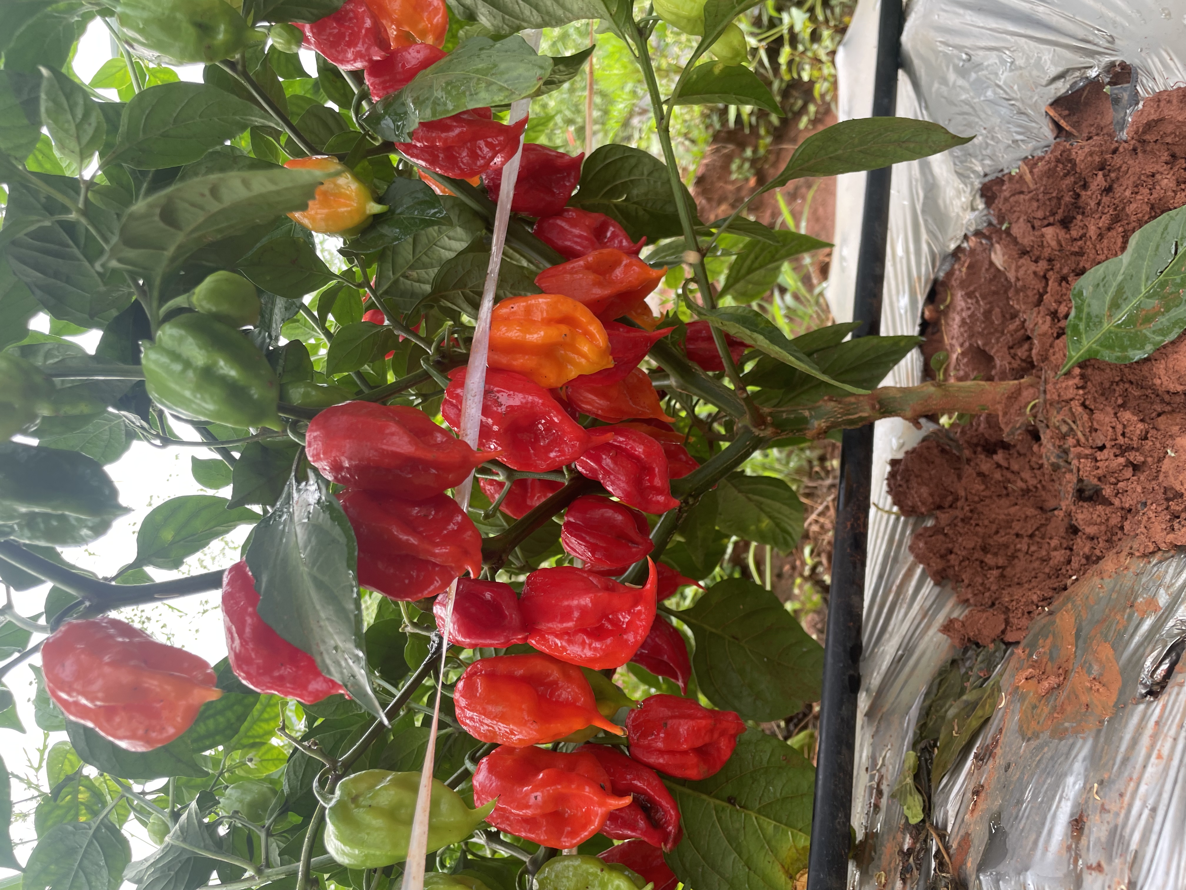印度魔鬼干辣椒植株与成熟果实特写,展示其外形特征与颜色变化 印度魔鬼干辣椒植株与果实
