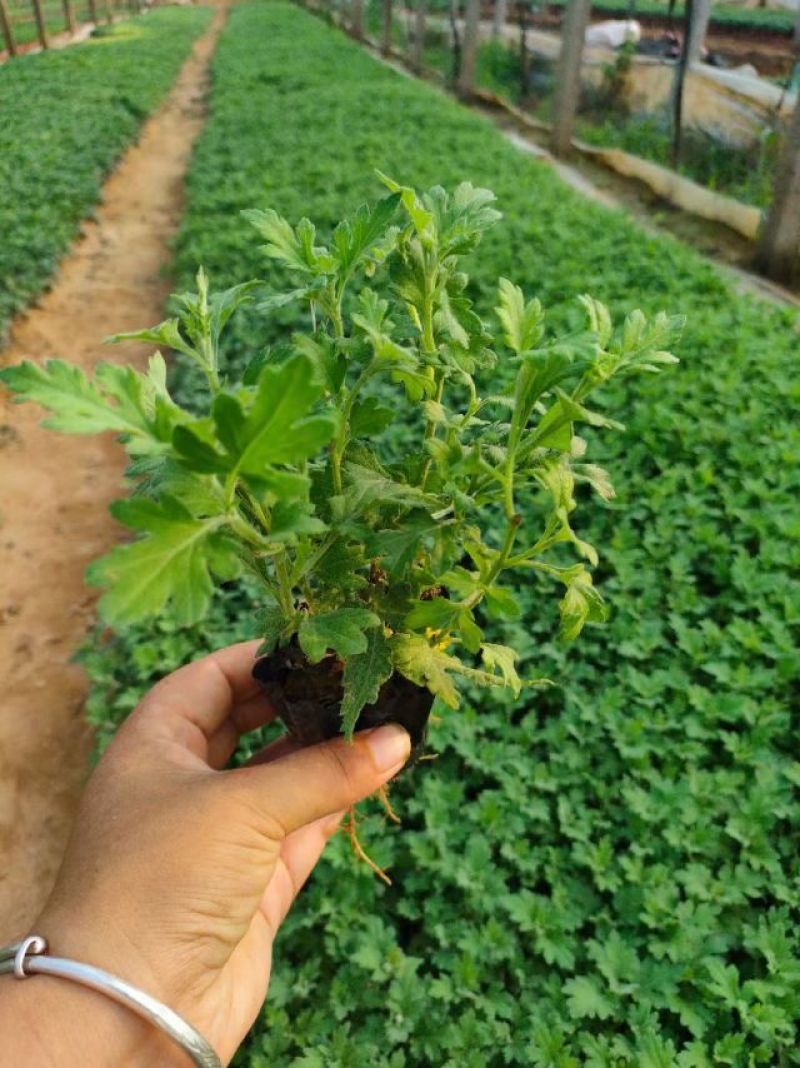 出售国庆菊，千头菊