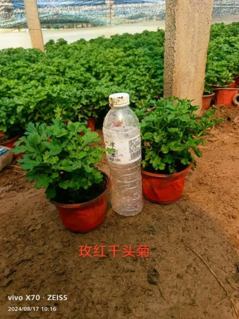 出售国庆菊，千头菊