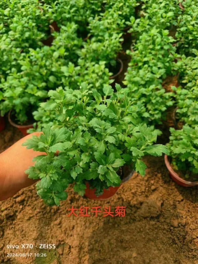 出售国庆菊，千头菊
