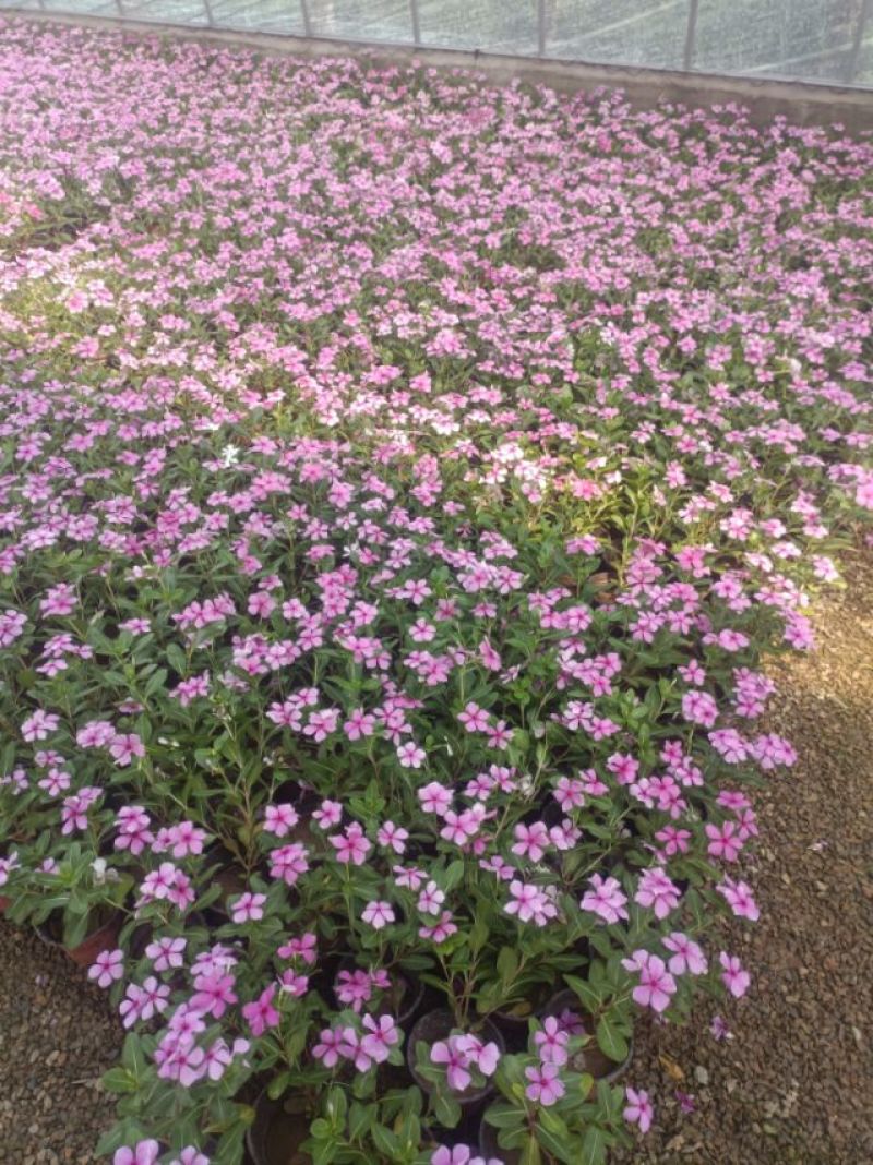 木本长春花，天天开