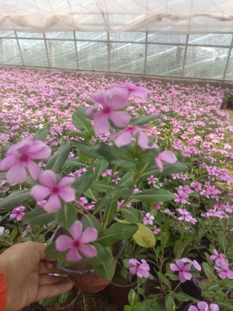 木本长春花，天天开