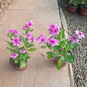 木本长春花，天天开
