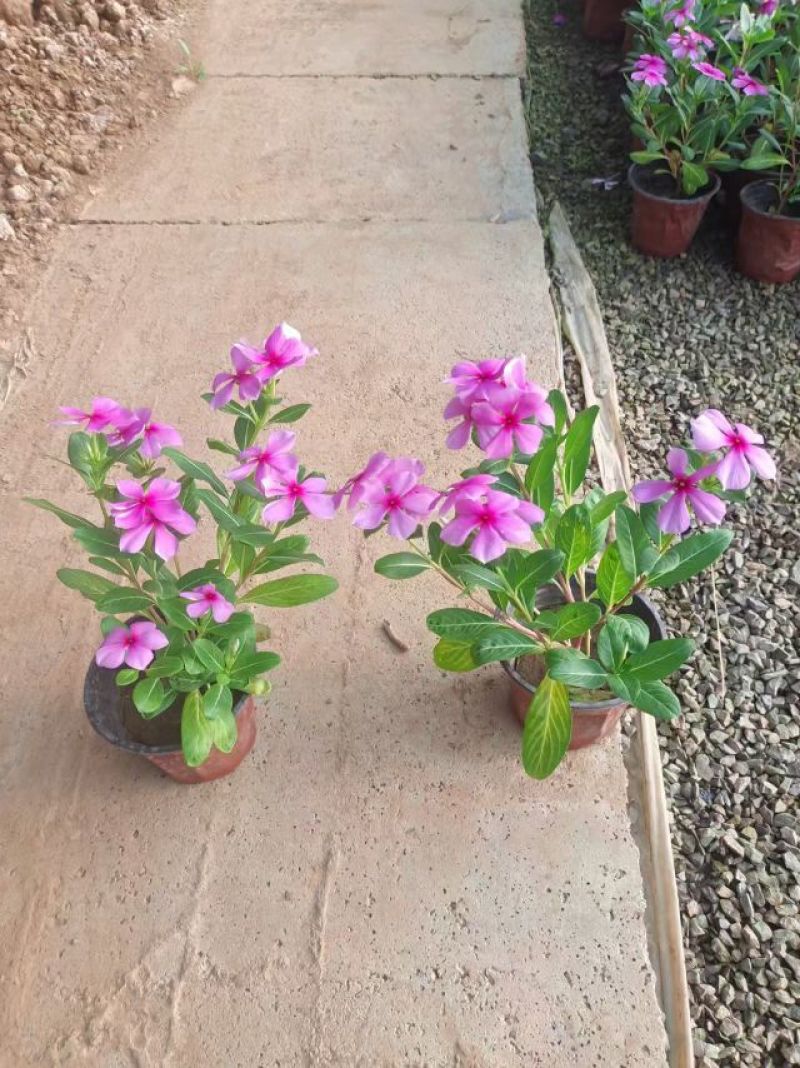 木本长春花，天天开